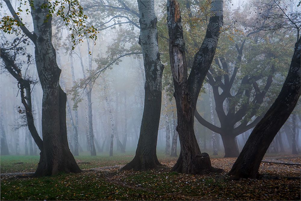 Прогулка в тумане