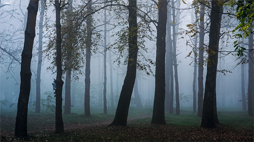 Прогулка в тумане