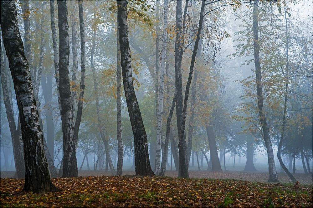 Прогулка в тумане