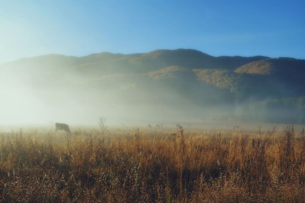 In the fog
