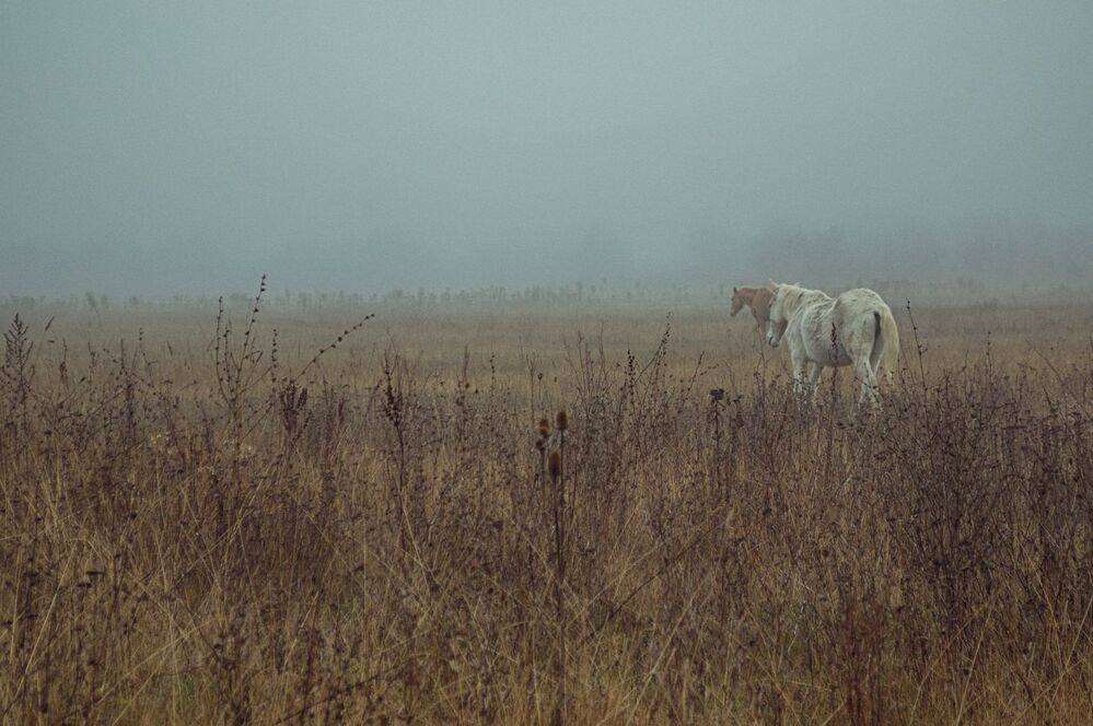 In the fog