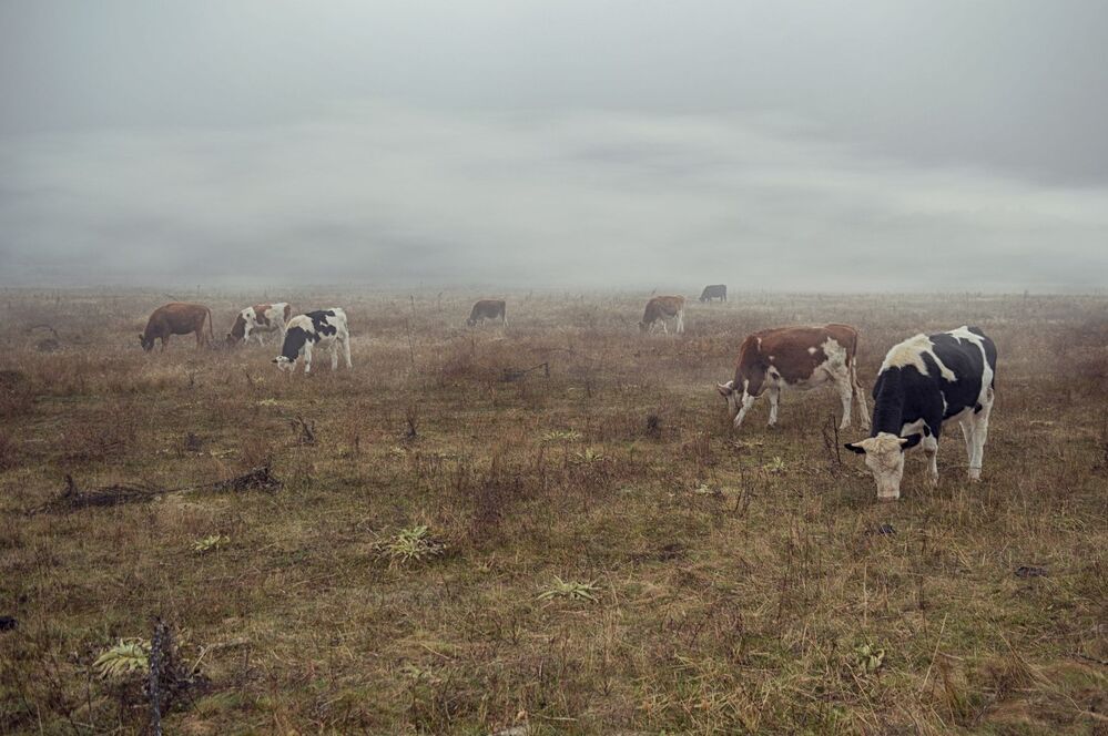In the fog