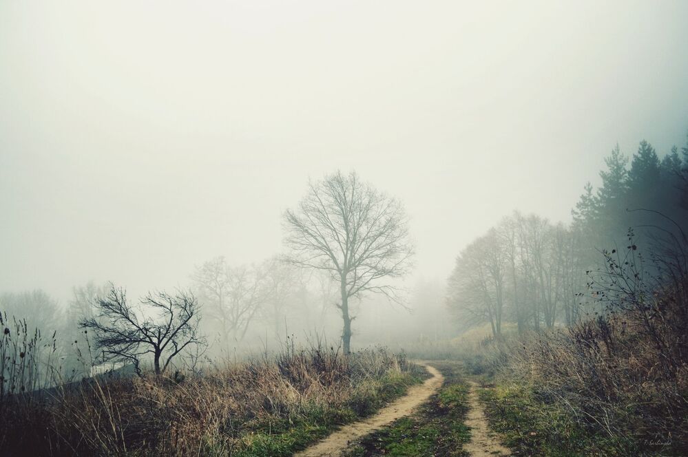 In the fog