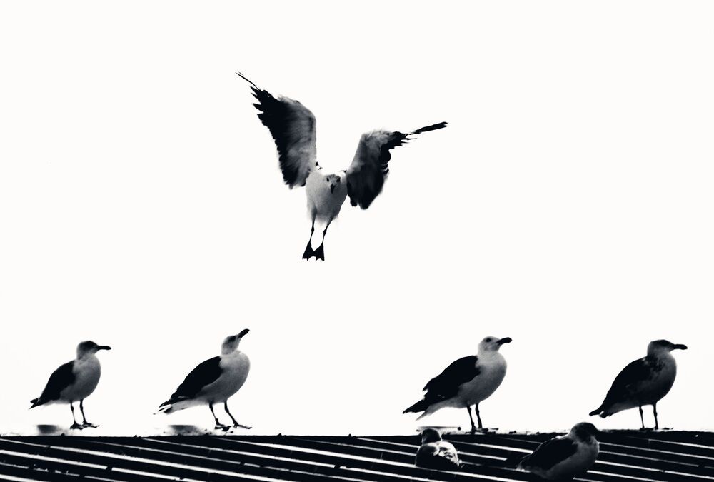 Waiting for their fish, Howth Harbour, 2017
