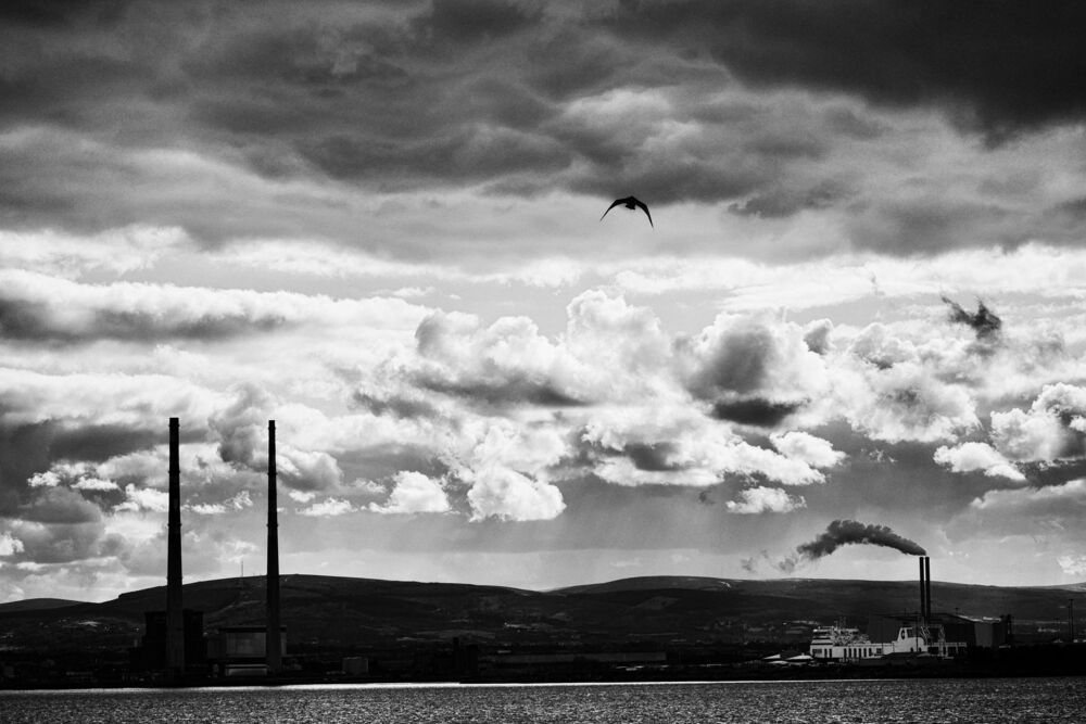 Scary creature. Clontarf, 2018