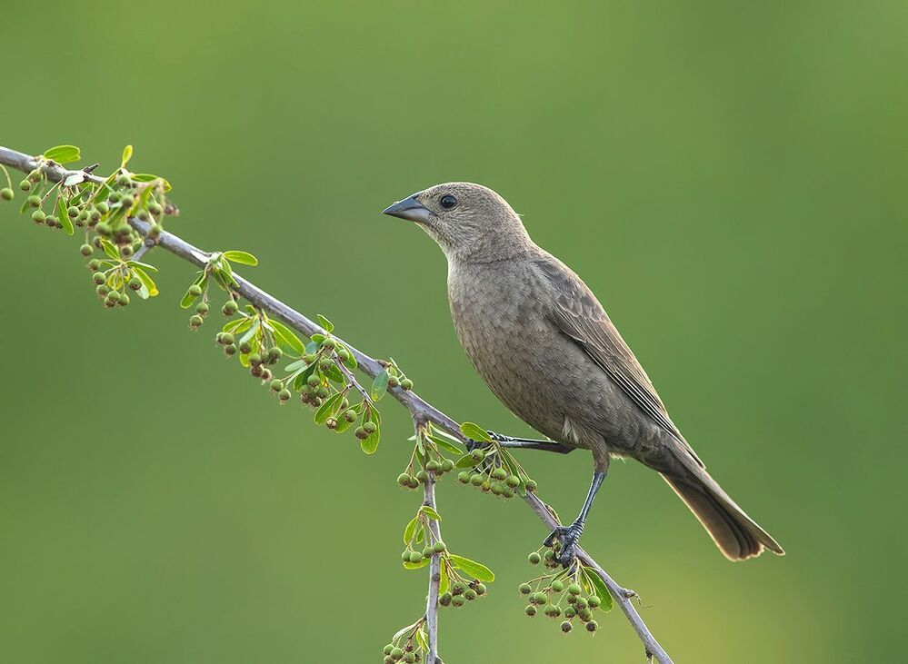 Буроголовый коровий трупиал -  Brown-headed Cowbird
