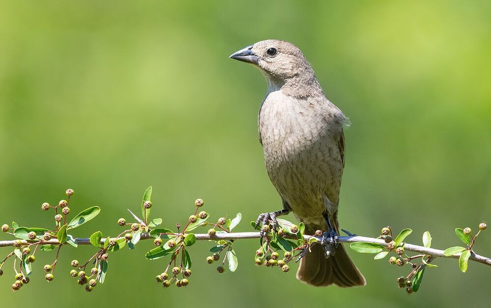Буроголовый коровий трупиал -  Brown-headed Cowbird