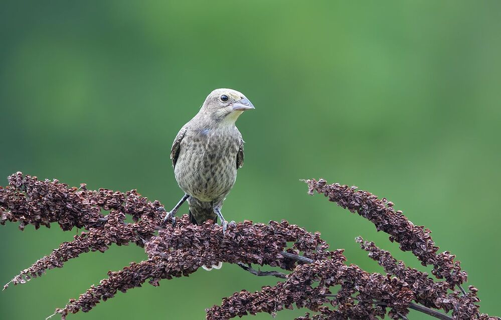 Буроголовый коровий трупиал -  Brown-headed Cowbird