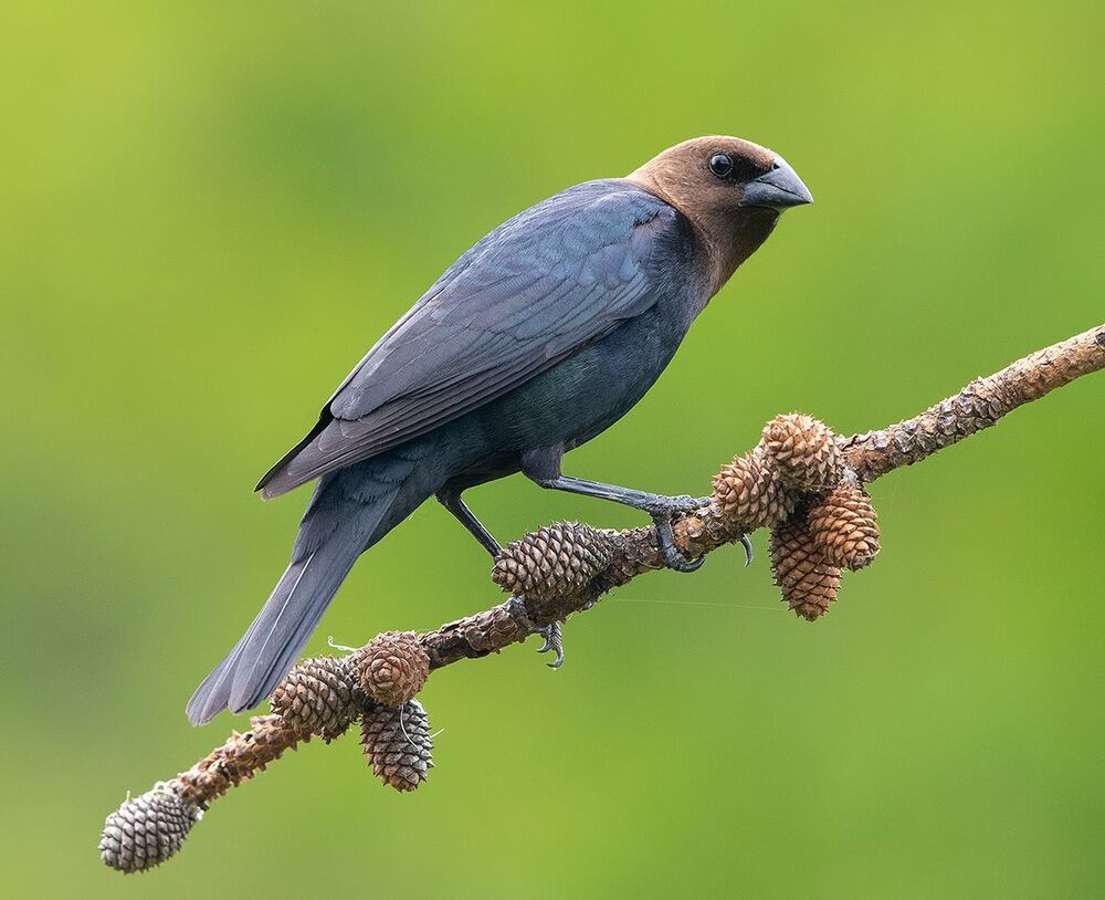 Буроголовый коровий трупиал -  Brown-headed Cowbird