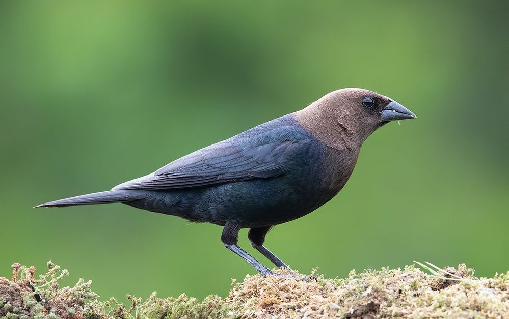 Буроголовый коровий трупиал -  Brown-headed Cowbird