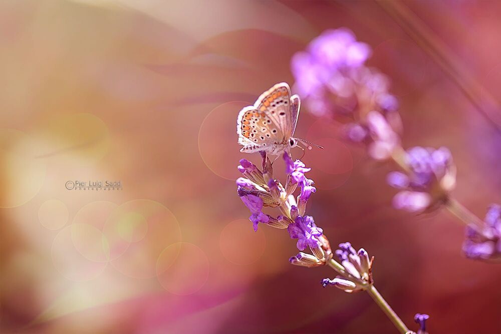 Photo 1369202