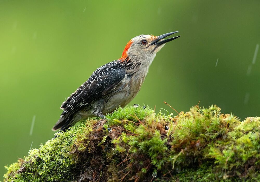 Дятел в дождик  - Каролинский меланерпес -Red-bellied Woodpecker