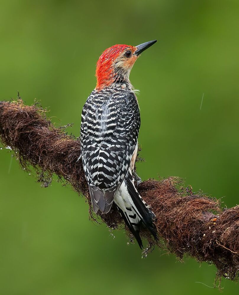 Дятел в дождик  - Каролинский меланерпес -Red-bellied Woodpecker