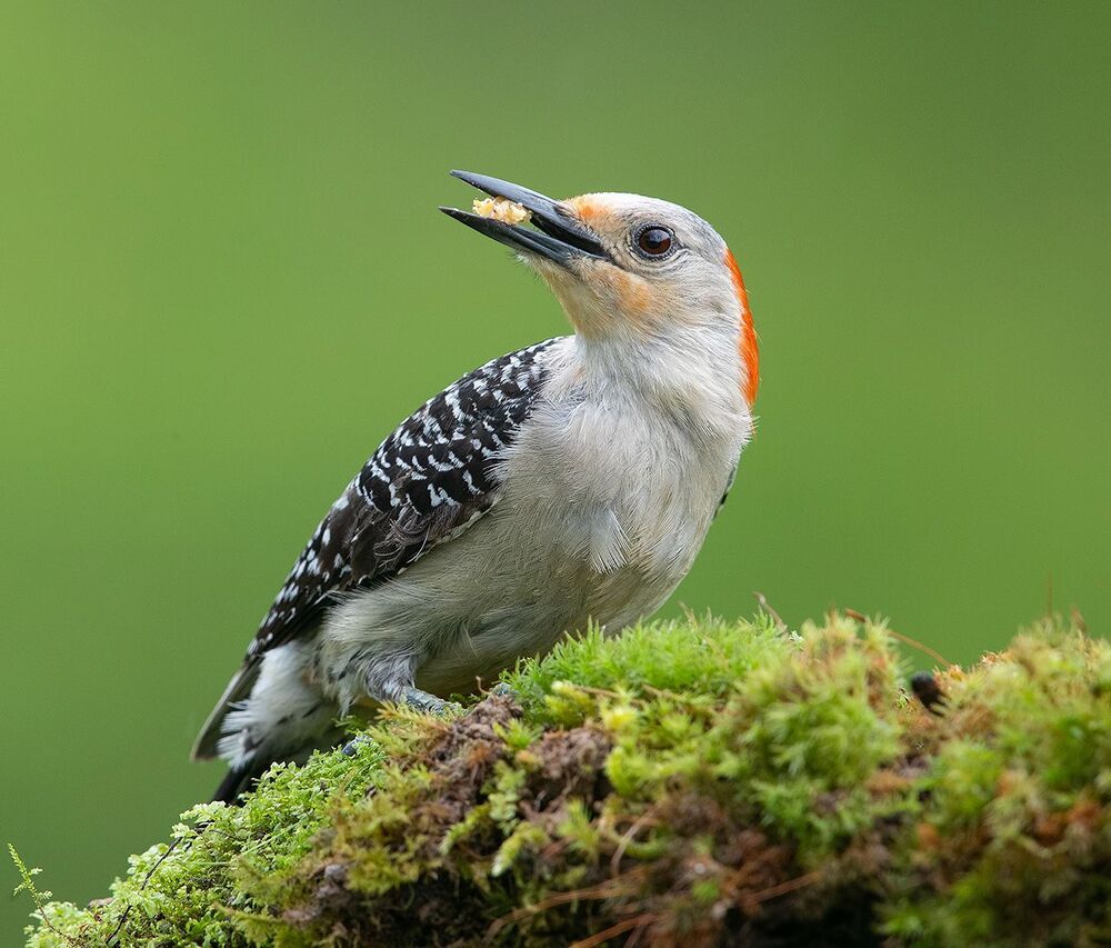 Дятел в дождик  - Каролинский меланерпес -Red-bellied Woodpecker