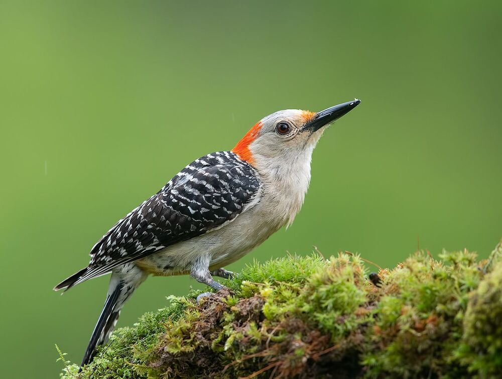 Дятел в дождик  - Каролинский меланерпес -Red-bellied Woodpecker
