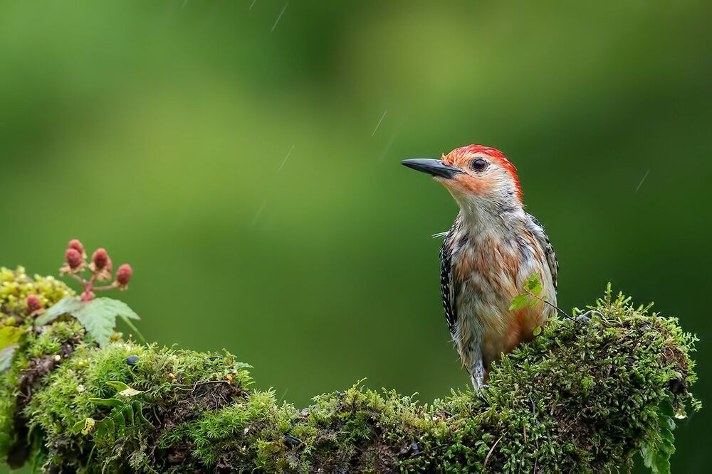 Дятел в дождик  - Каролинский меланерпес -Red-bellied Woodpecker