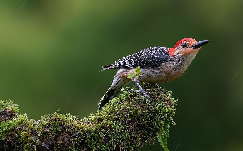 Дятел в дождик  - Каролинский меланерпес -Red-bellied Woodpecker