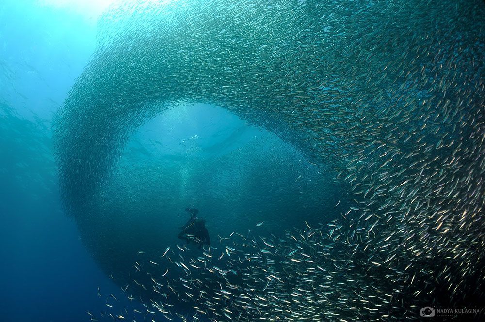 Sardine Extravaganza
