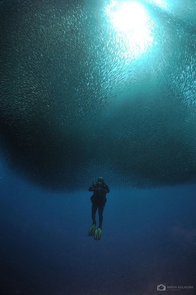 Sardine Extravaganza