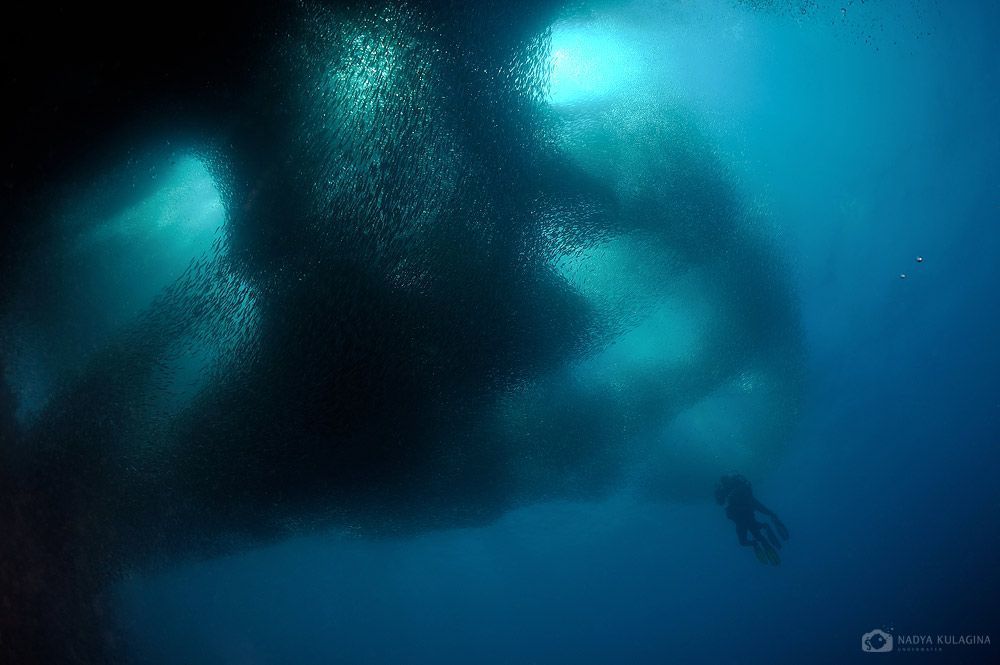 Sardine Extravaganza