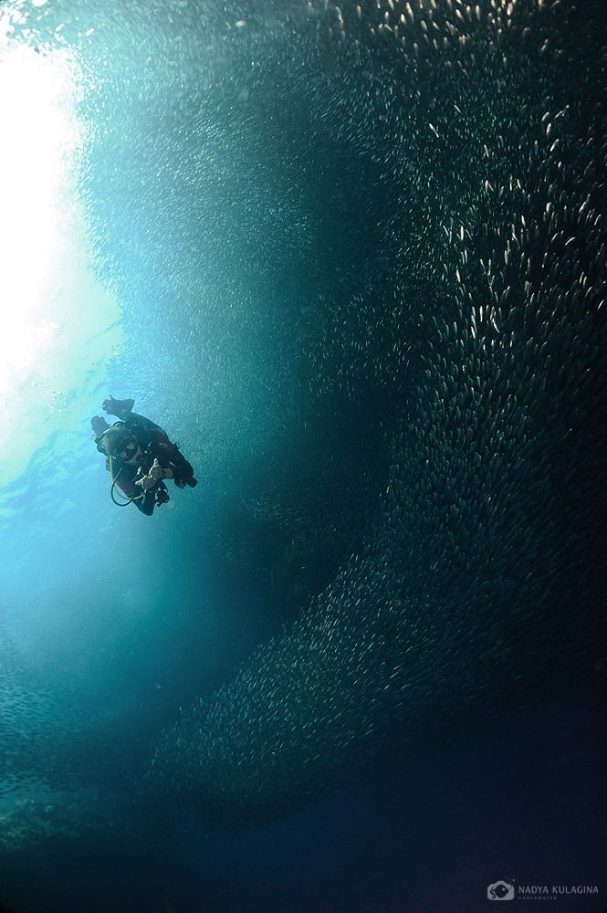 Sardine Extravaganza