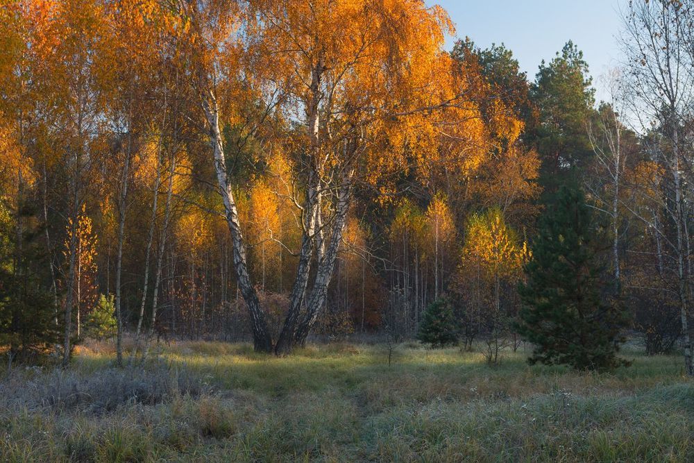 Ситцевая осень