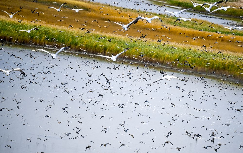 десь огромное количество птиц, водятся кабаны, косули, джейраны, множество хищников – от волков до диких кошек