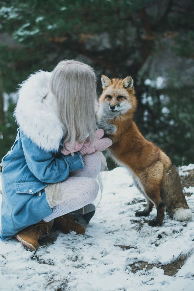 Fox story