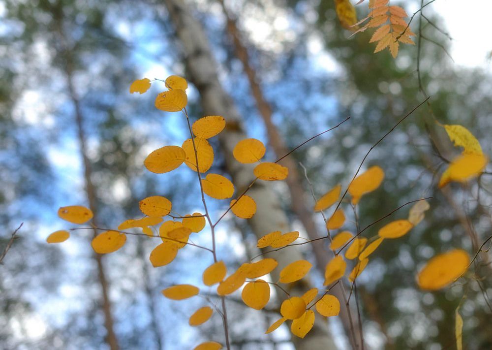 ✿;⊱╮осень