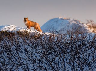 Сахалинская лиса посетила нас на зимовке