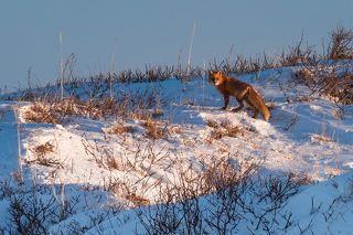 Она решила, что у нас есть, чем полакомиться