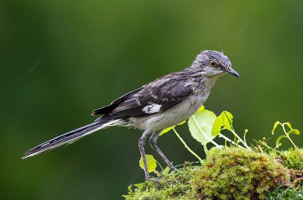Многоголосый пересмешник - Northern Mockingbird