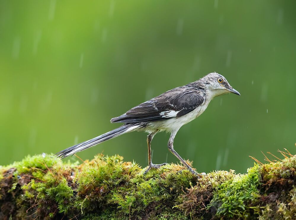 Многоголосый пересмешник - Northern Mockingbird