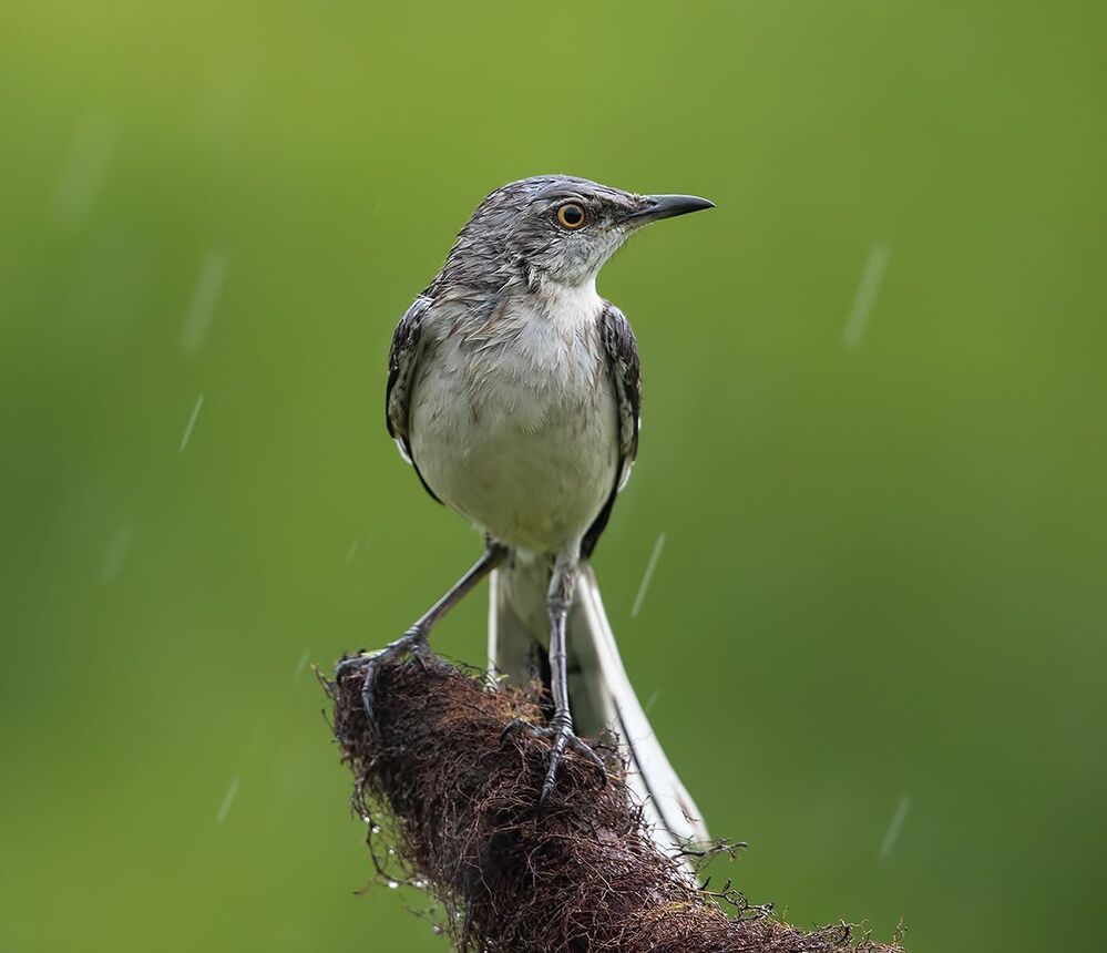 Многоголосый пересмешник - Northern Mockingbird