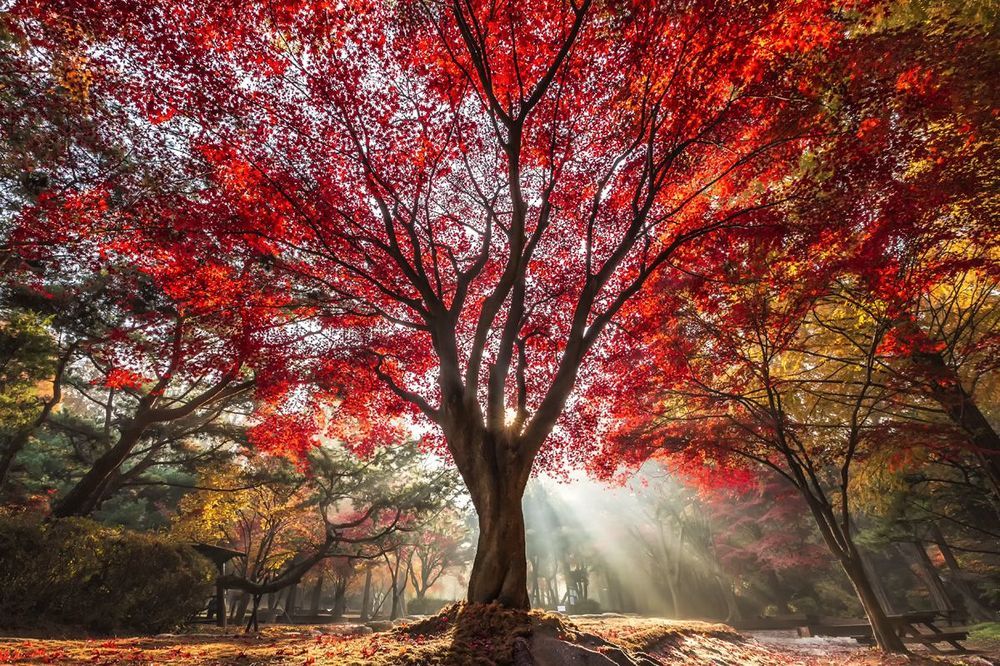 garden of water
