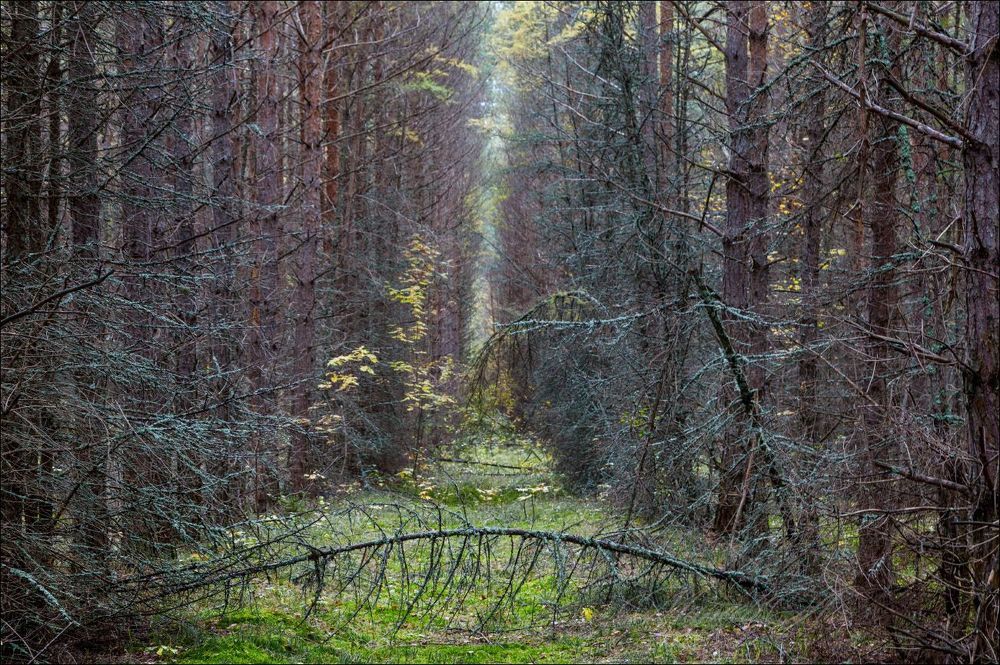 Сентябрь в старых посадках