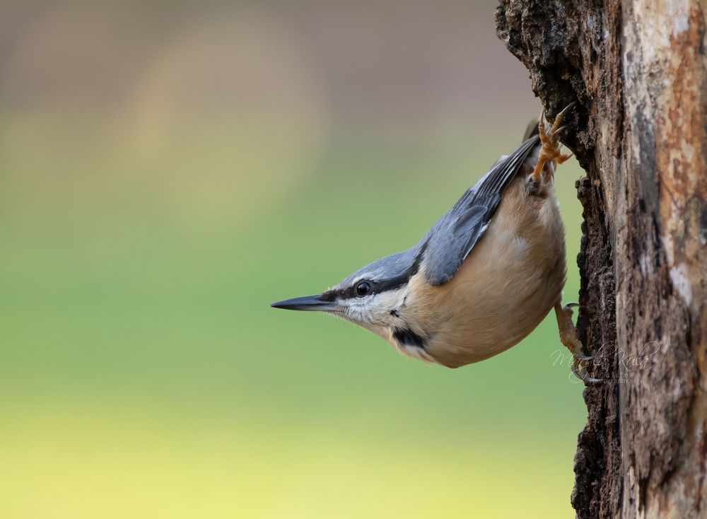Nuthatch