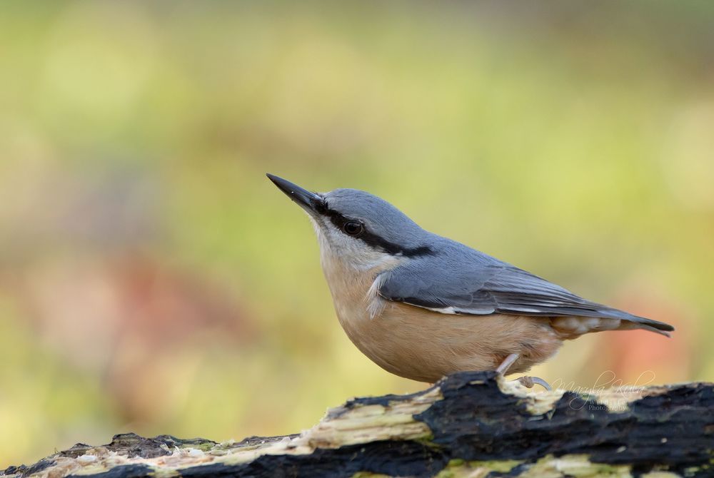 Nuthatch