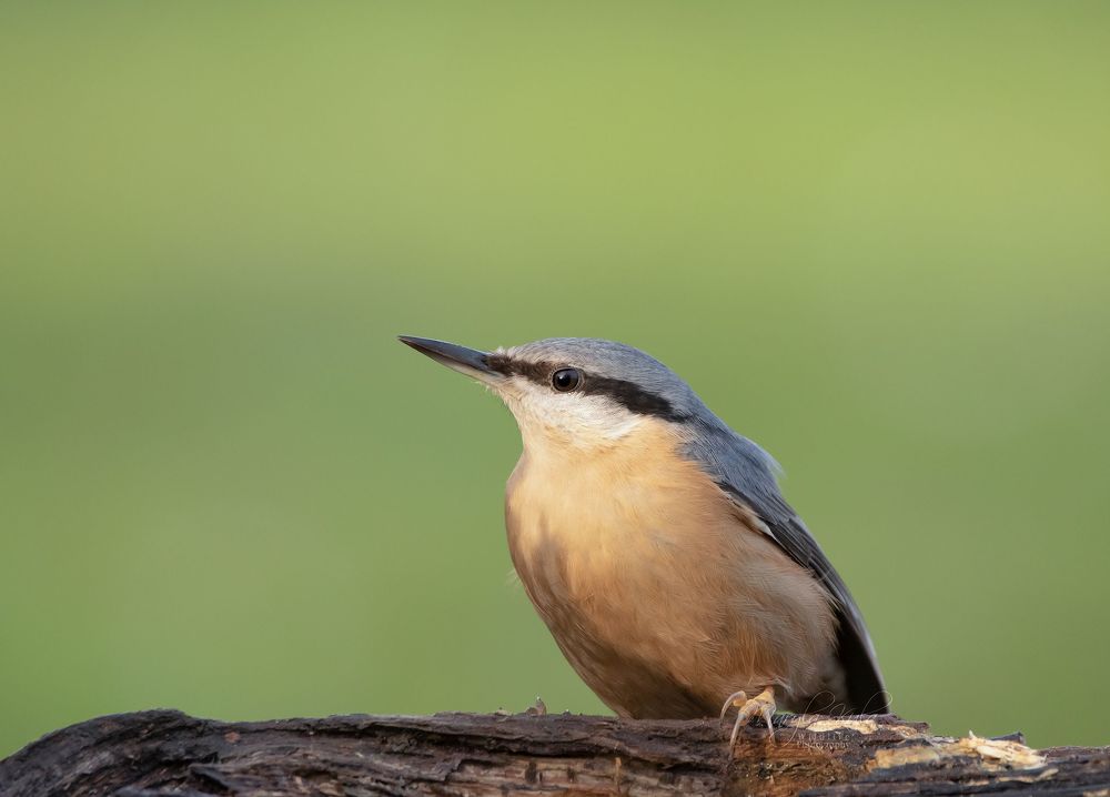 Nuthatch