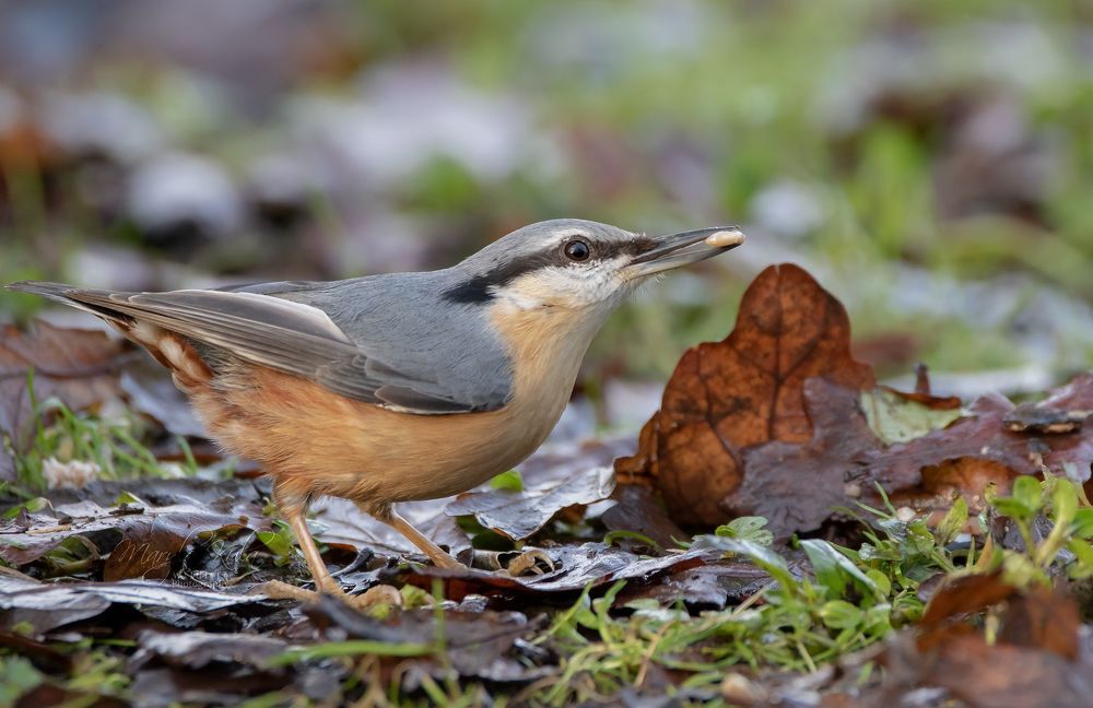 Nuthatch