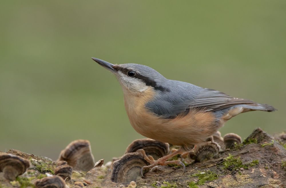 Nuthatch
