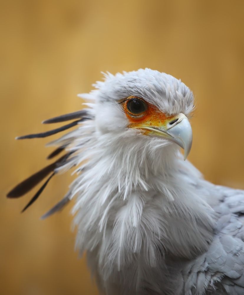Bird Secretary