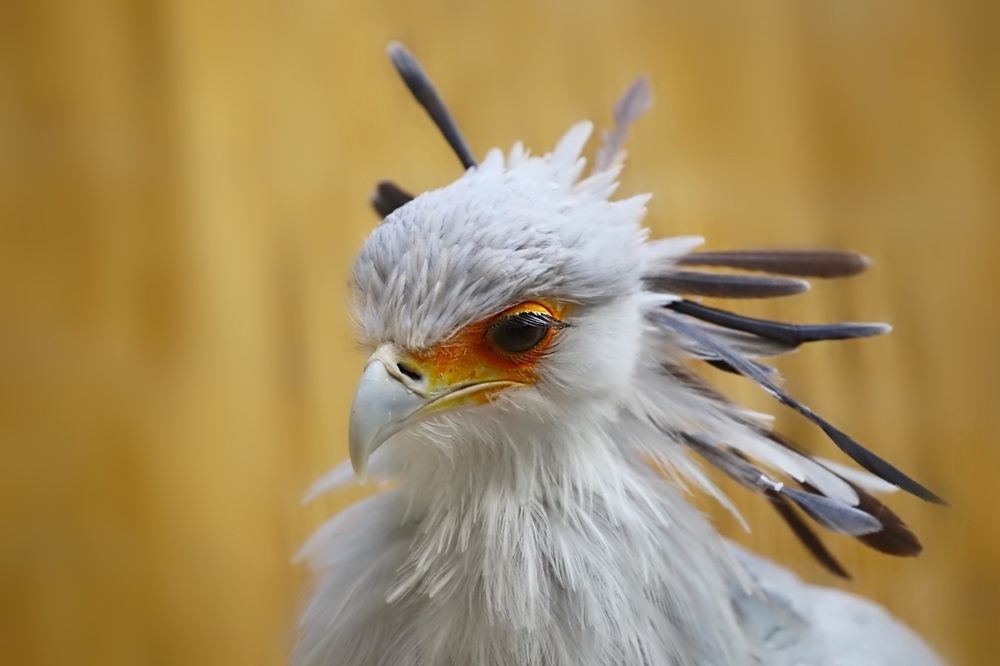 Bird Secretary