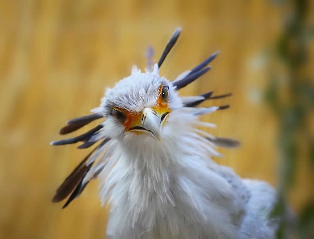 Bird Secretary