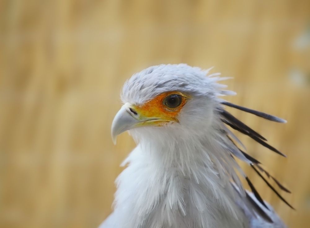 Bird Secretary