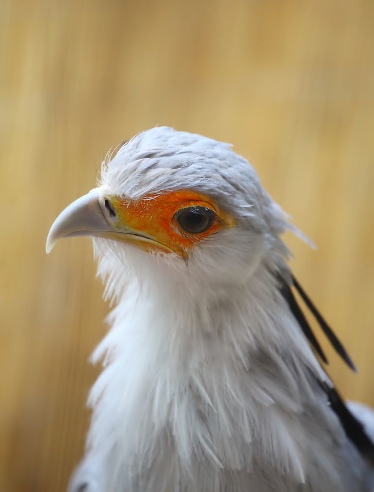 Bird Secretary