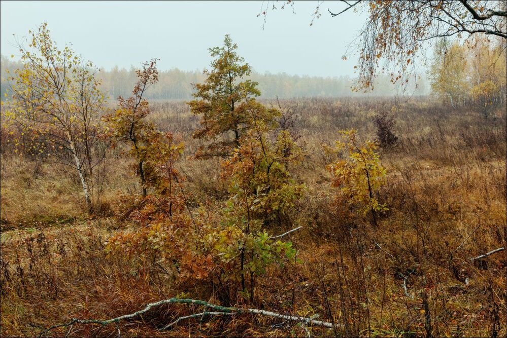 Краски туманного утра октября