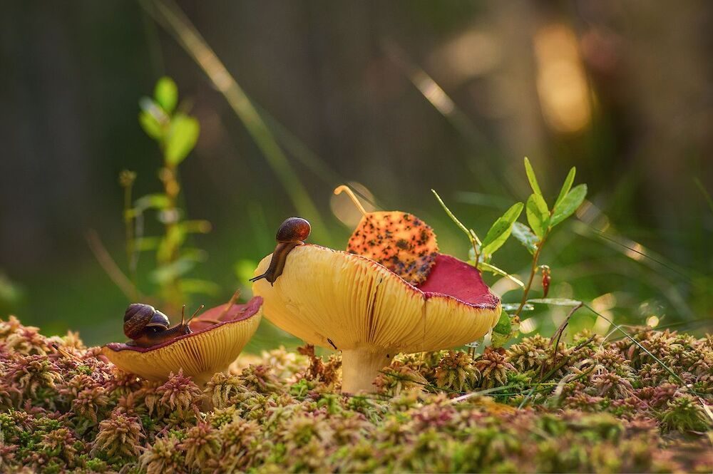 из жизни улиток и сыроежек