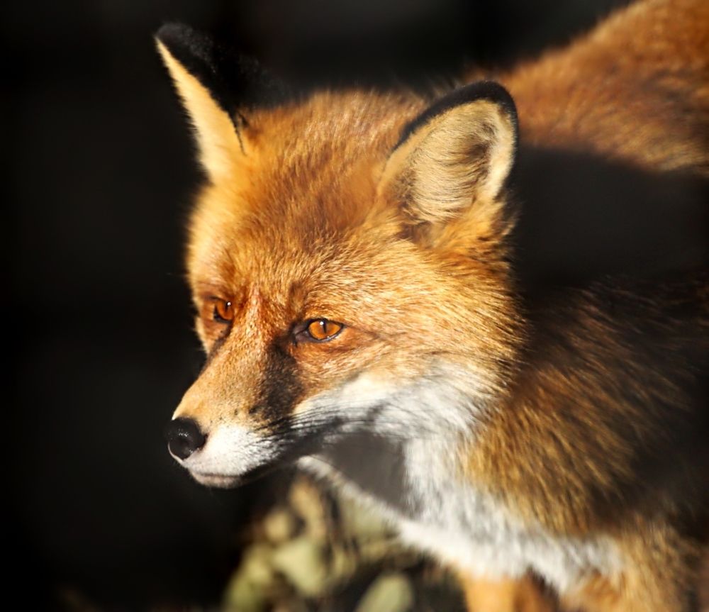 Fox