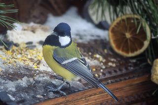 Портрет синички в интерьере